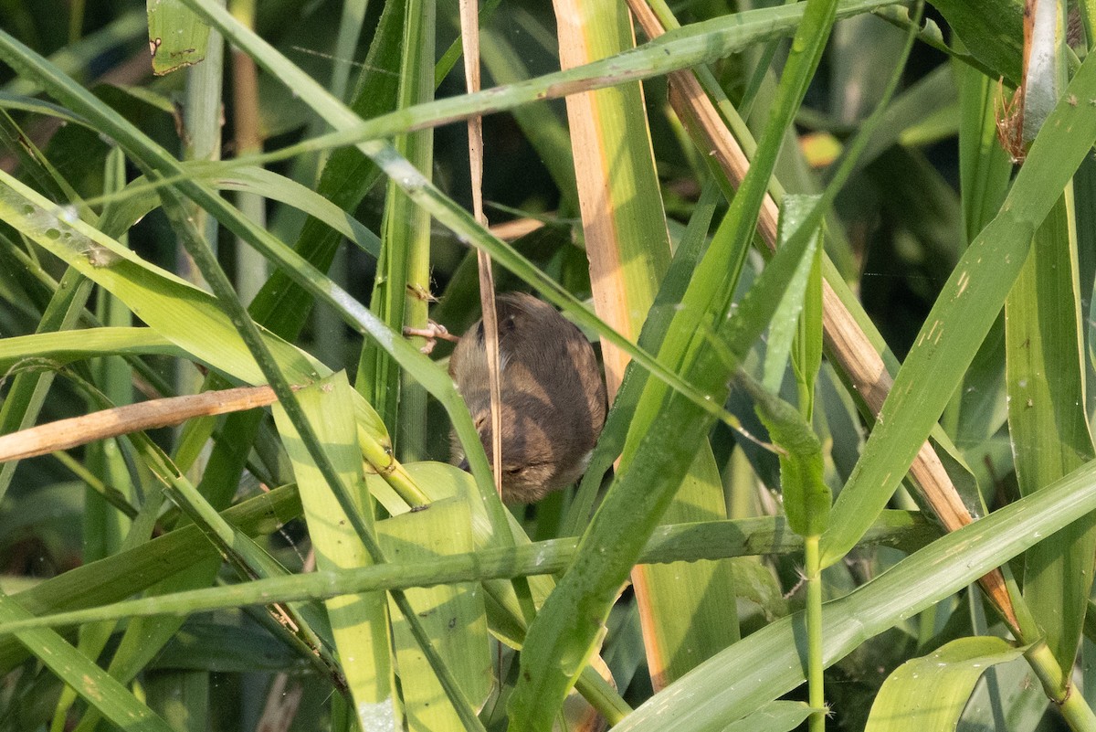 gråprinia - ML645940038