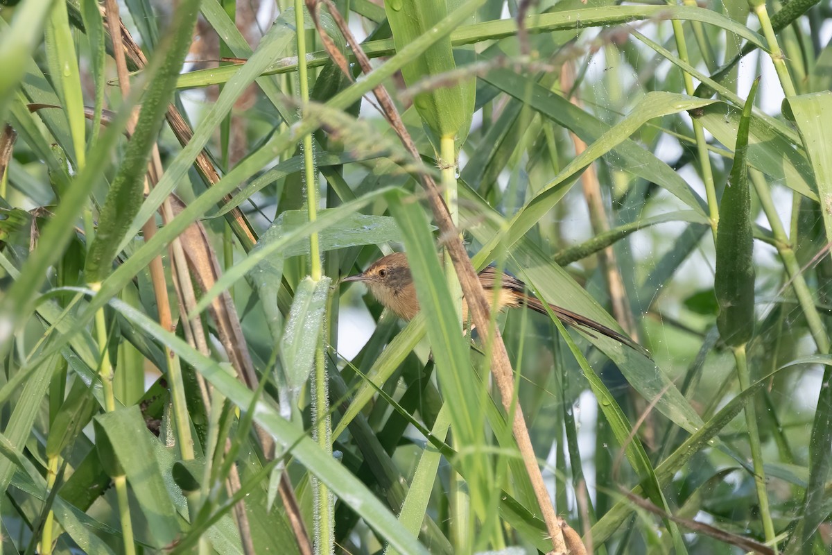 gråprinia - ML645940039