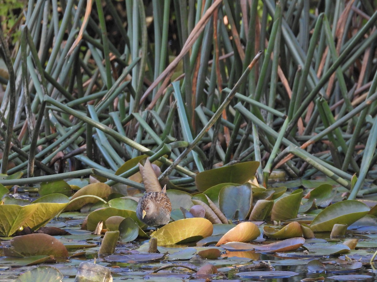 sivrikse - ML645940041