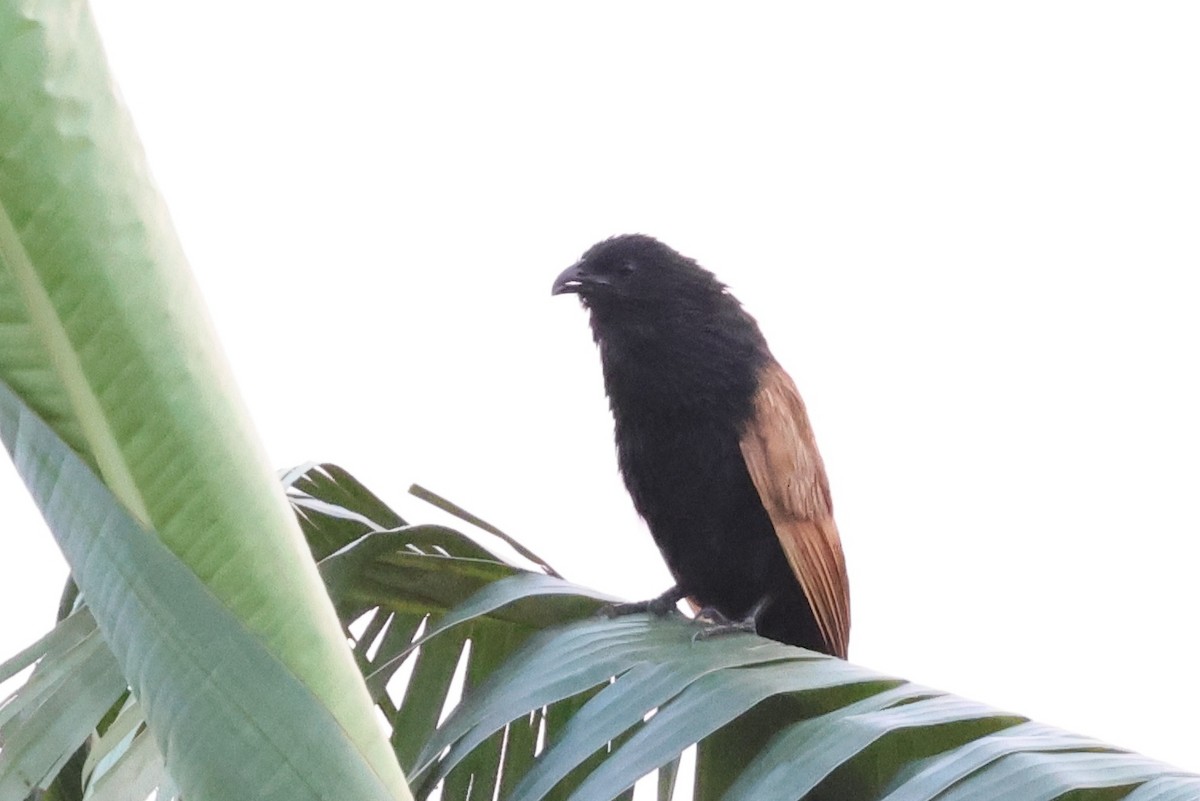 småsporegjøk - ML645940042