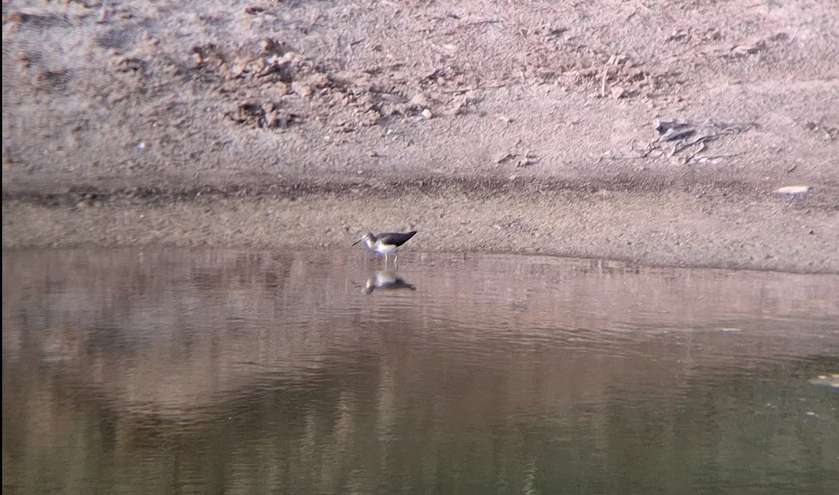 myrsnipe - ML645940043