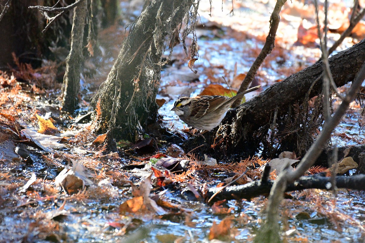 White-throated Sparrow - ML645940044
