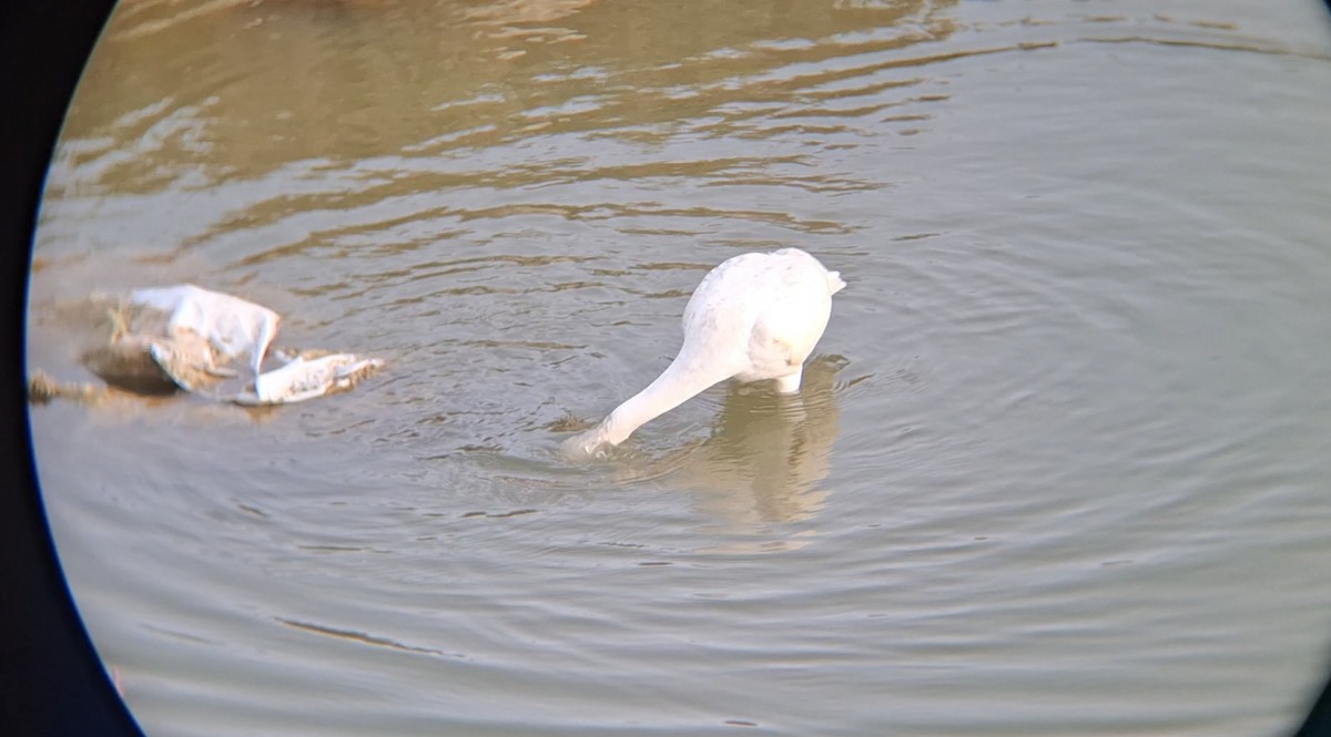 Eurasian Spoonbill - ML645940055