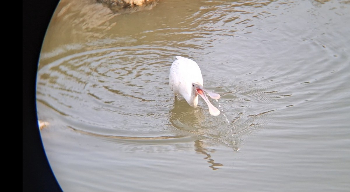 Eurasian Spoonbill - ML645940056