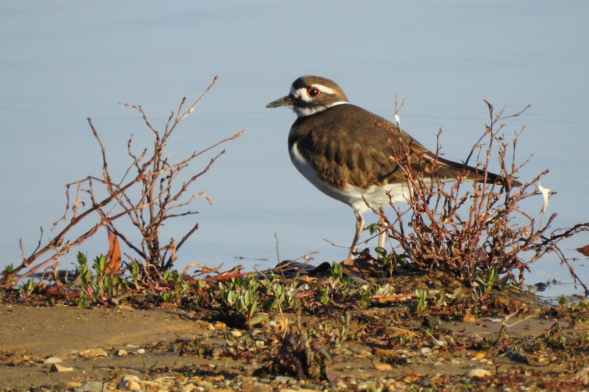 Killdeer - ML645940057