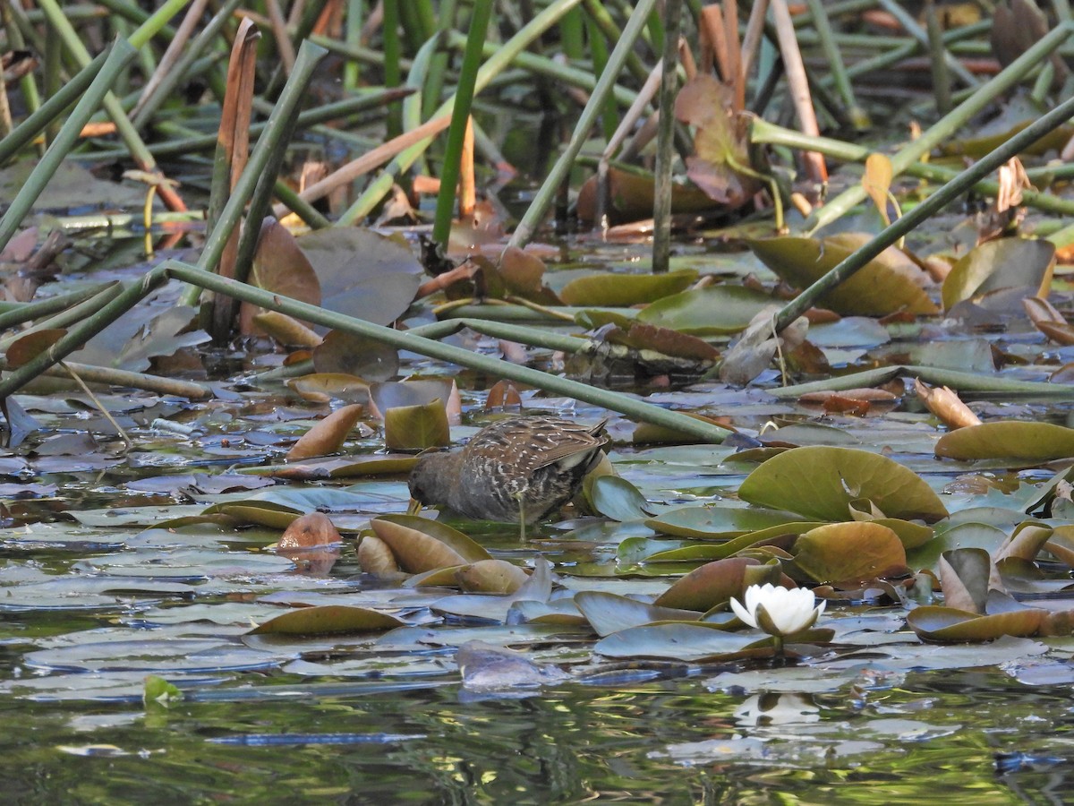 Australian Crake - ML645940059