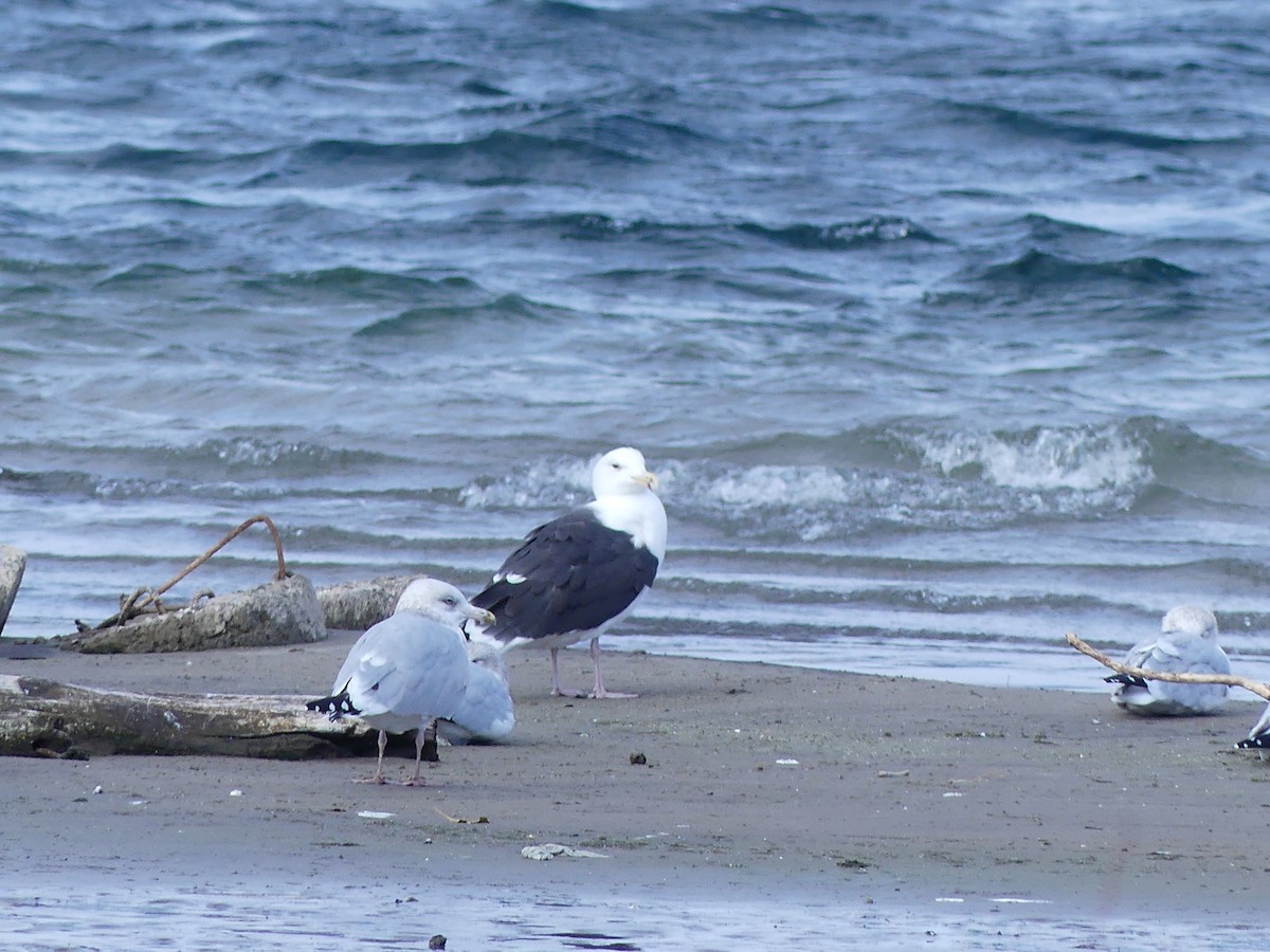 Great Black-backed Gull - ML645940060