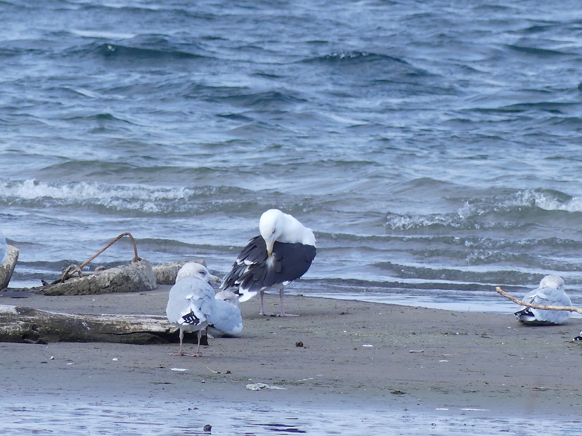Great Black-backed Gull - ML645940061