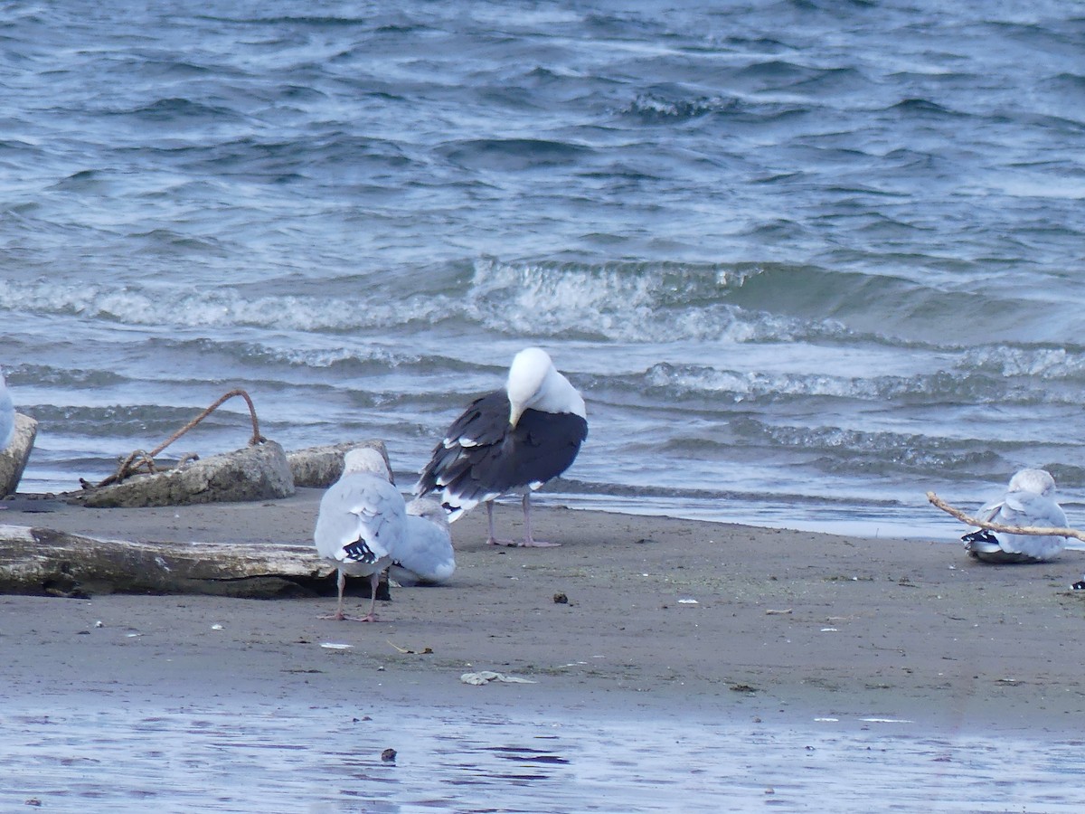 Great Black-backed Gull - ML645940062