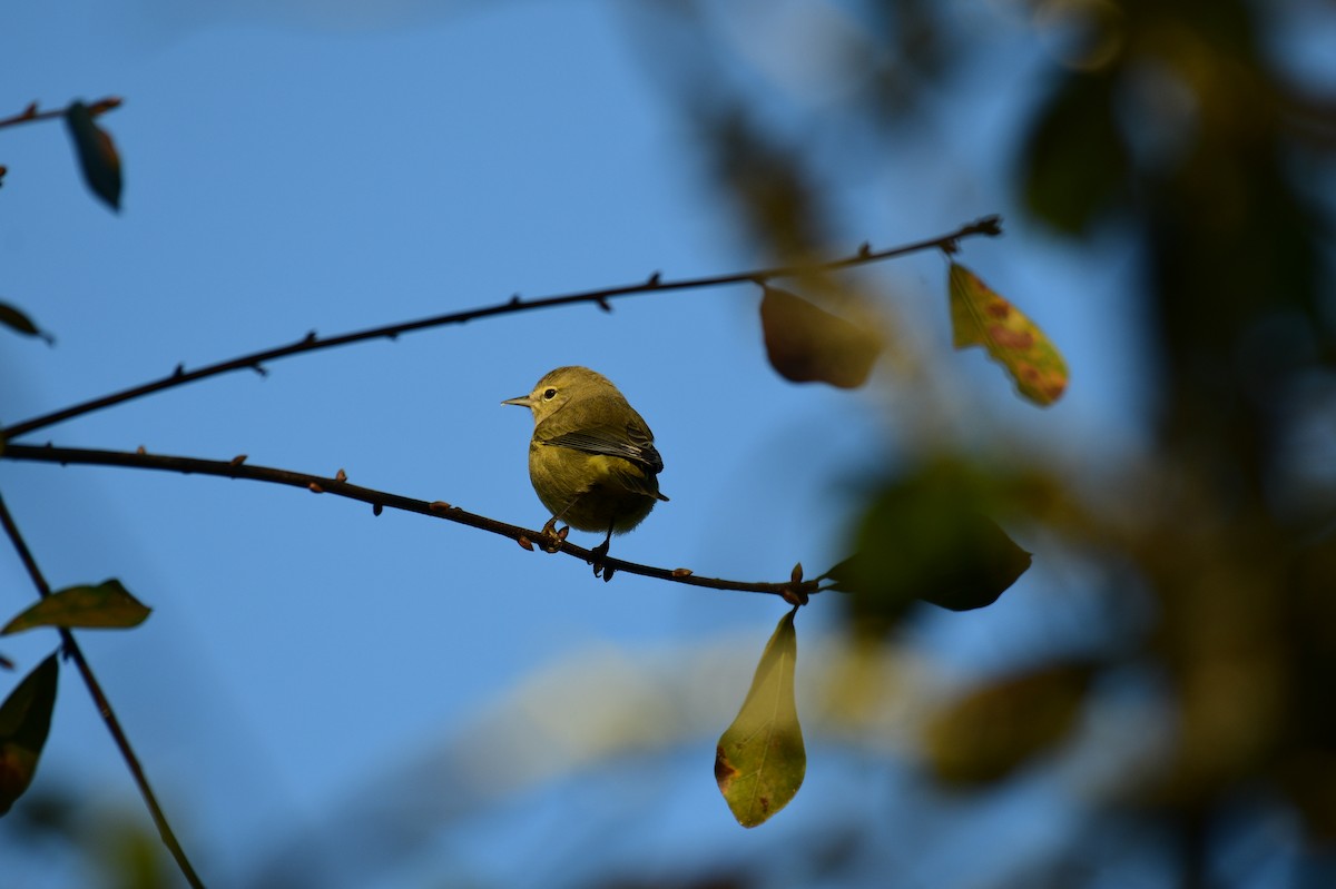 Orange-crowned Warbler - ML645940064