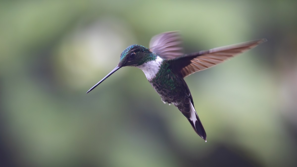 Collared Inca - ML645940065