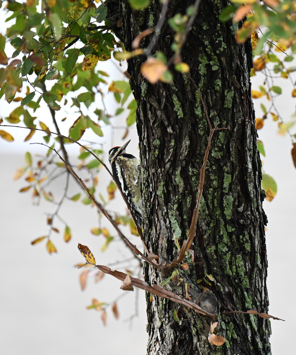 Yellow-bellied Sapsucker - ML645940067