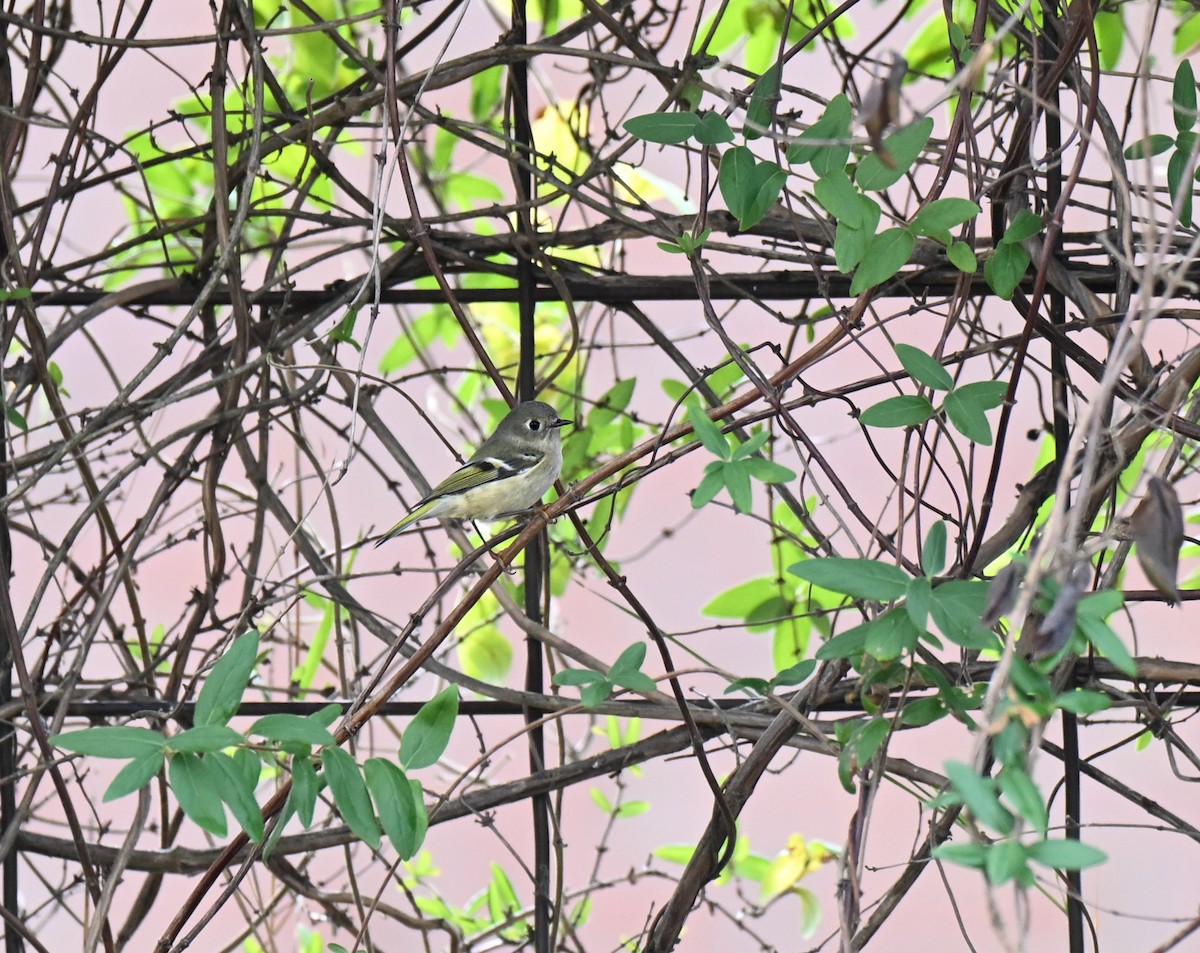 Ruby-crowned Kinglet - ML645940070