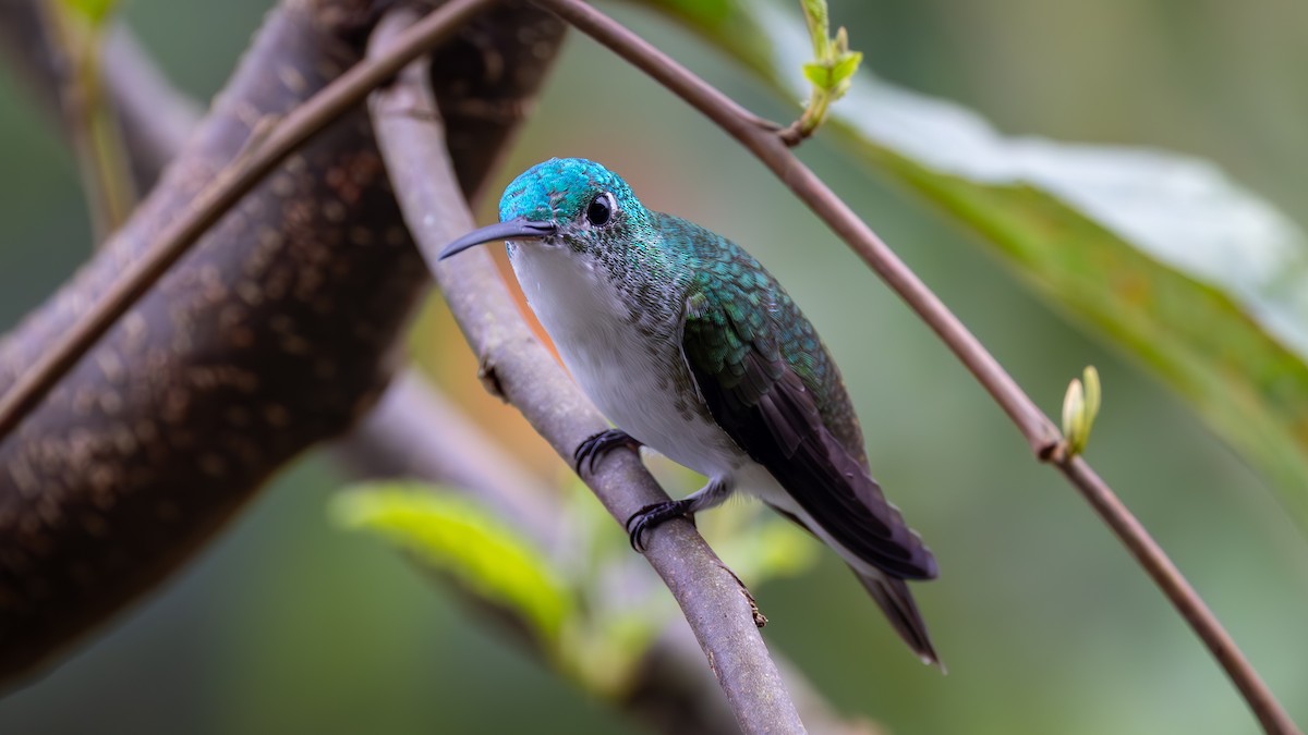 Andean Emerald - ML645940071
