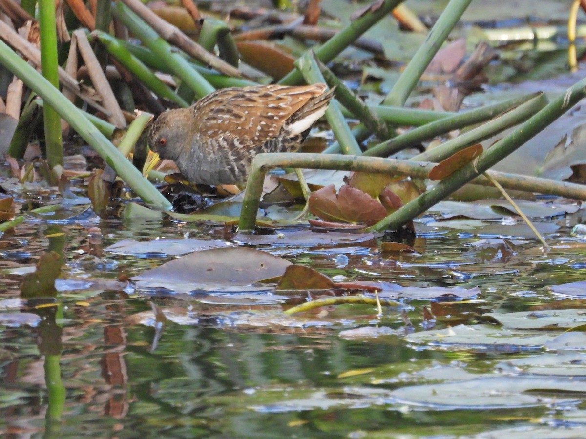 Australian Crake - ML645940072