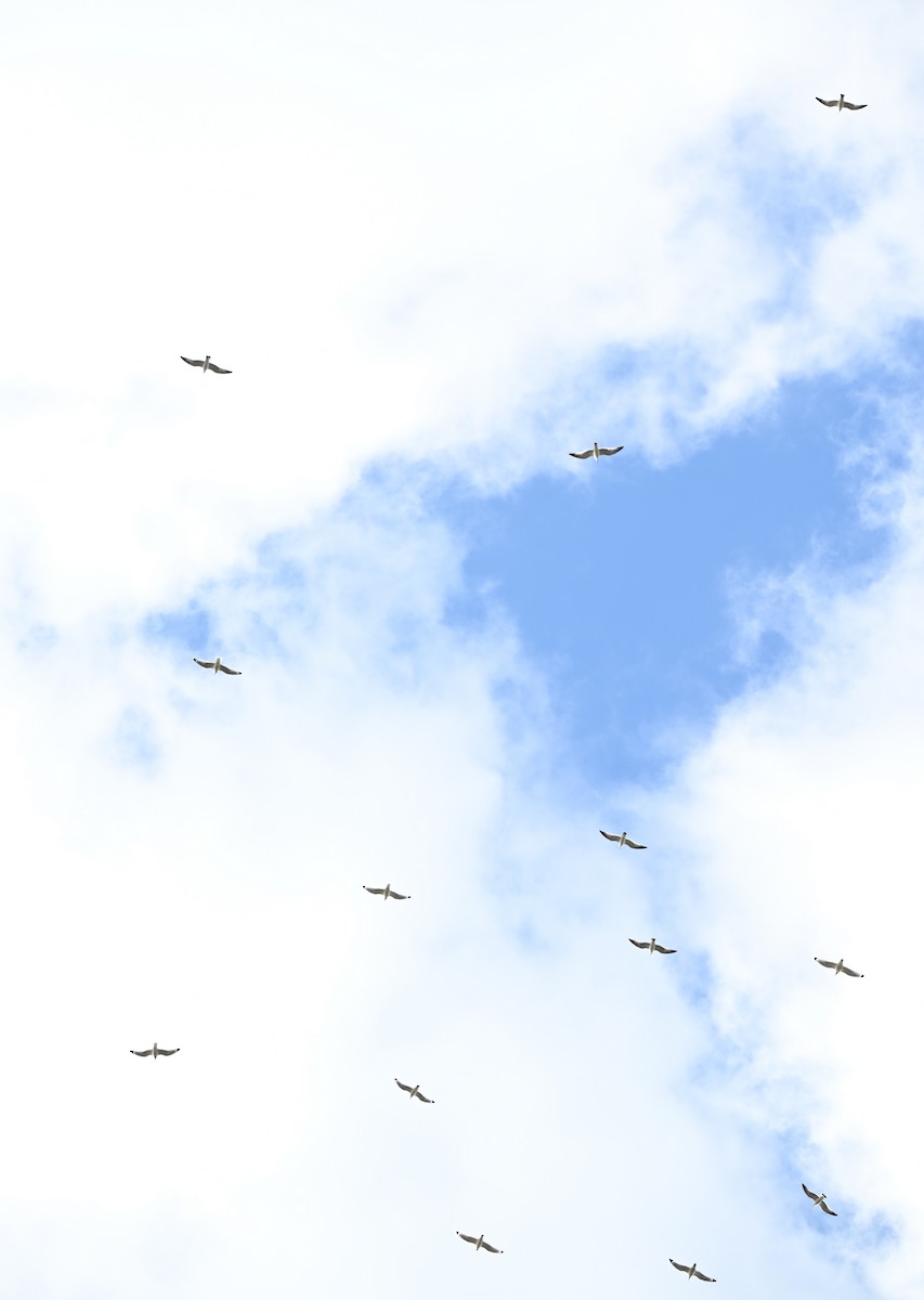 Franklin's Gull - ML645940073