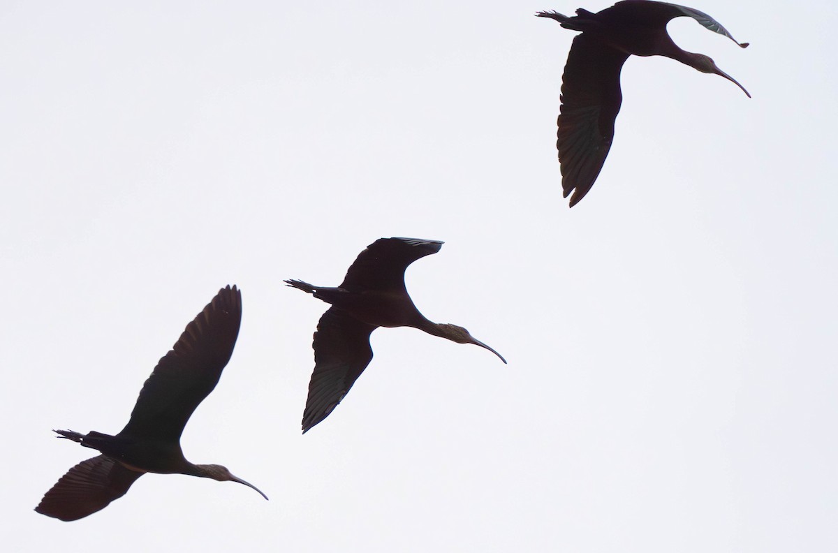 White-faced Ibis - ML645940075