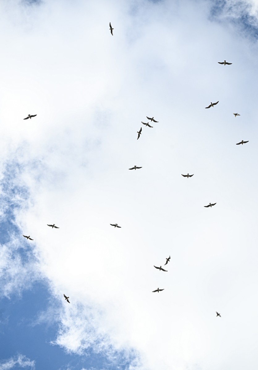 Franklin's Gull - ML645940076