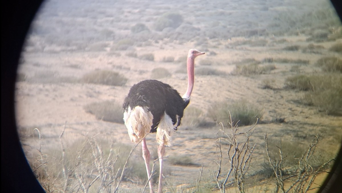 Common Ostrich - ML645940077