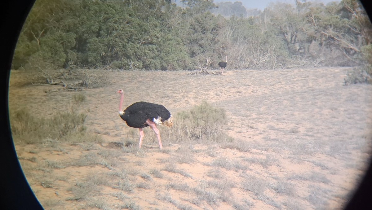 Common Ostrich - ML645940078