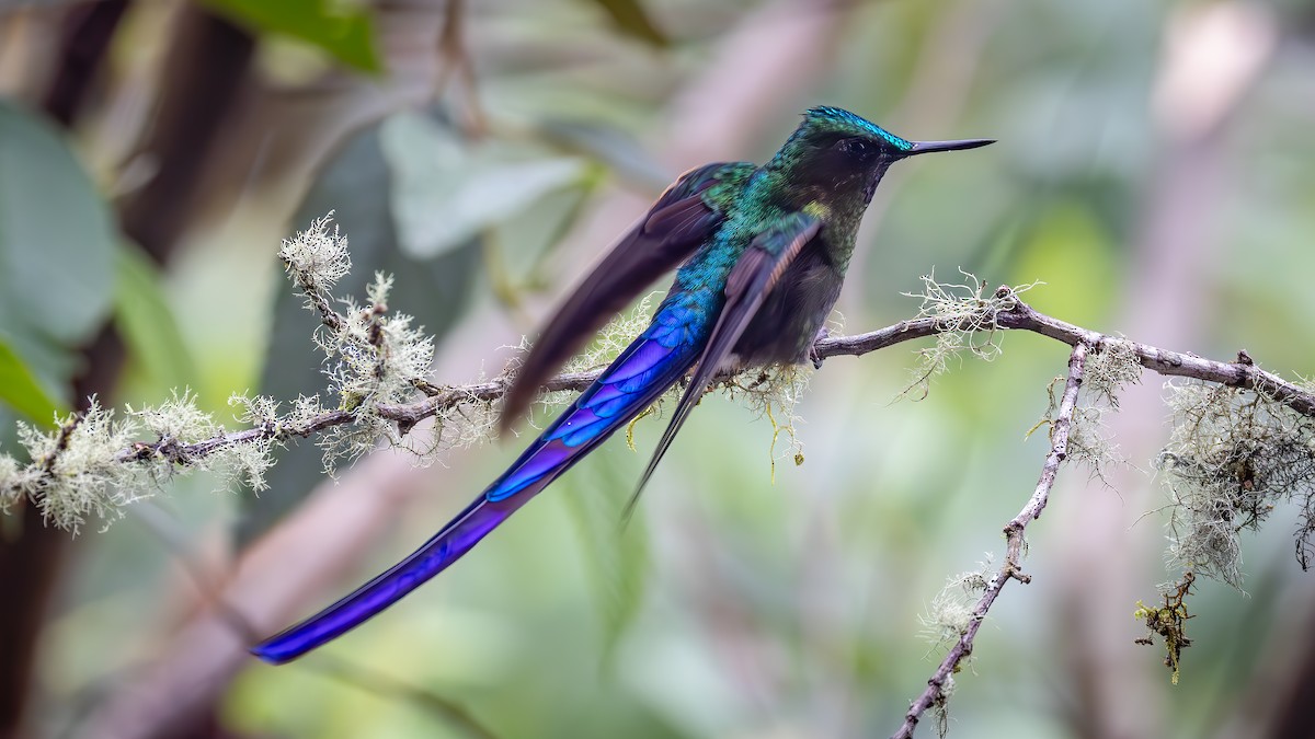 Violet-tailed Sylph - ML645940079