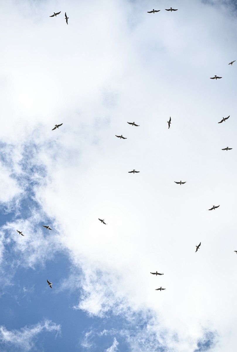 Franklin's Gull - ML645940080