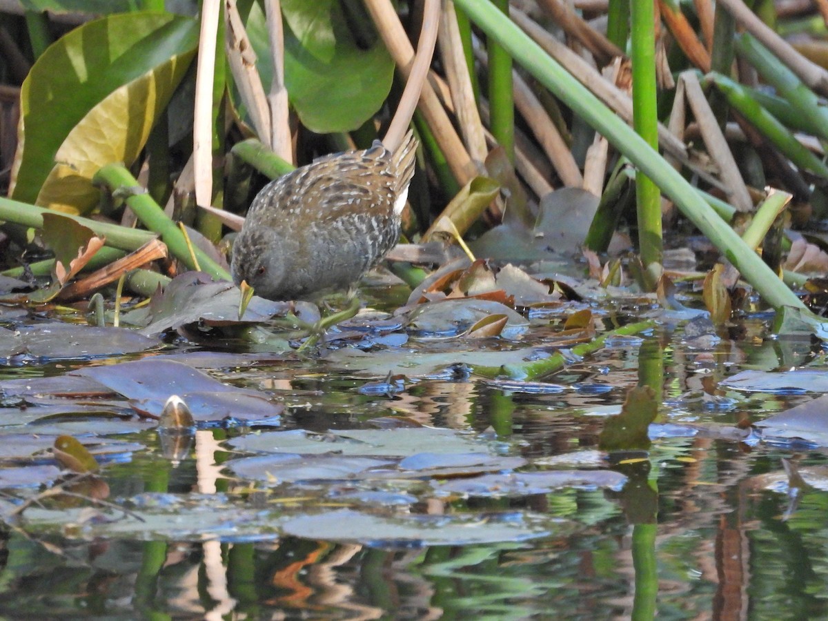 Australian Crake - ML645940081
