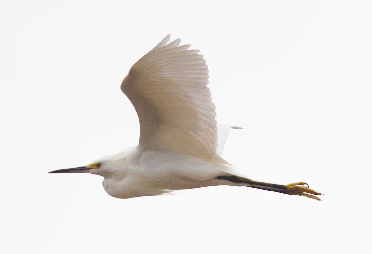 Great Egret - ML645940082