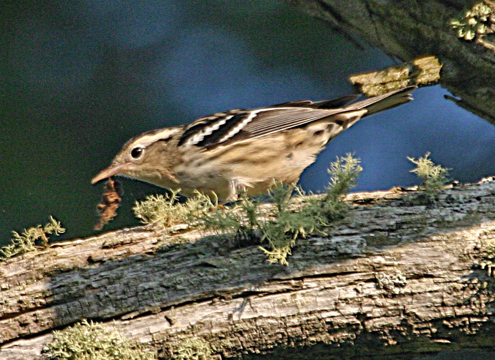 Black-and-white Warbler - ML645940083