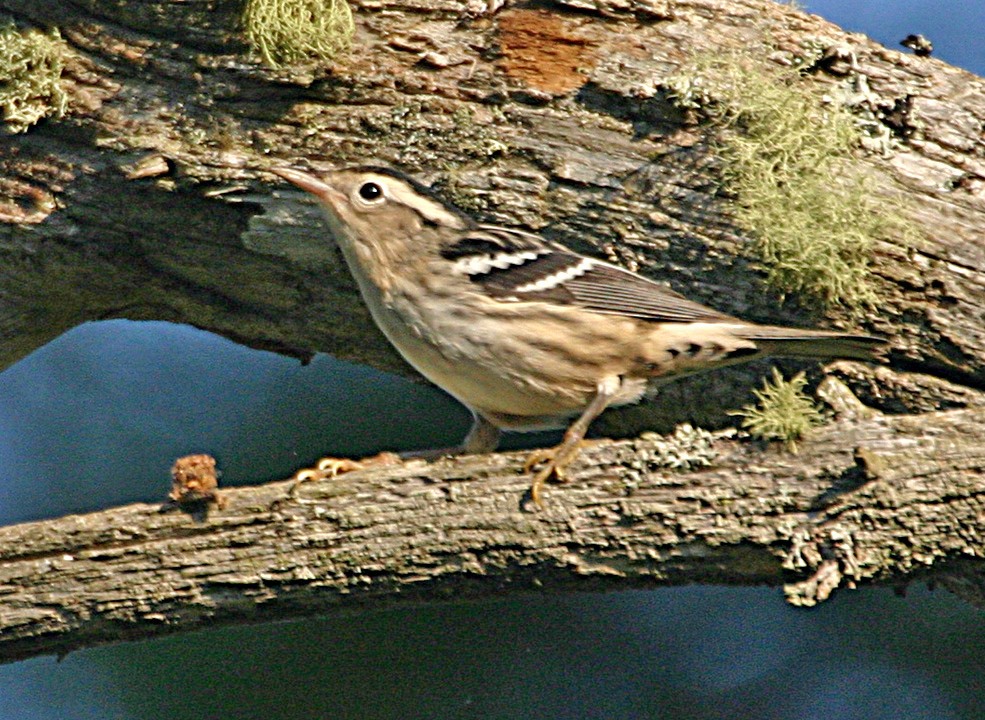 Black-and-white Warbler - ML645940084