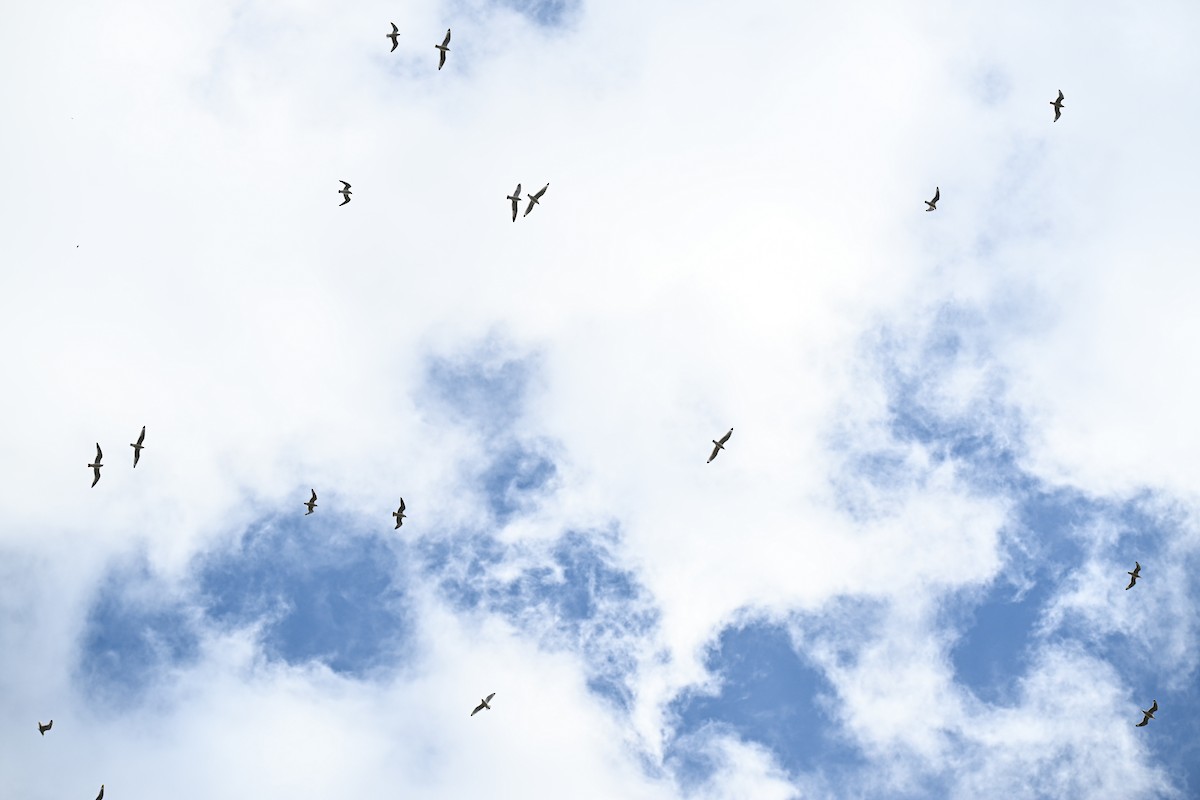 Franklin's Gull - ML645940085
