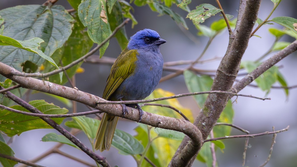 Blue-capped Tanager - ML645940086