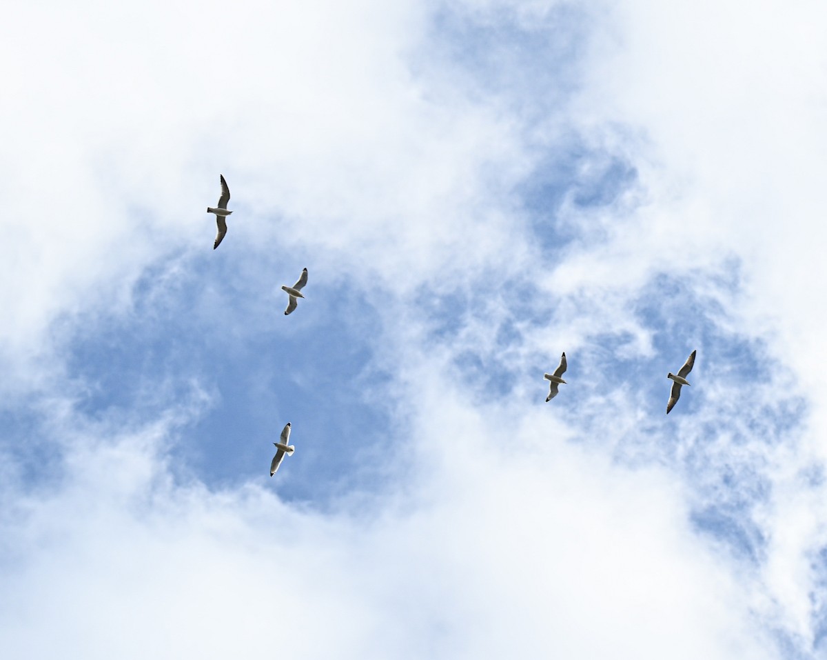 Franklin's Gull - ML645940088