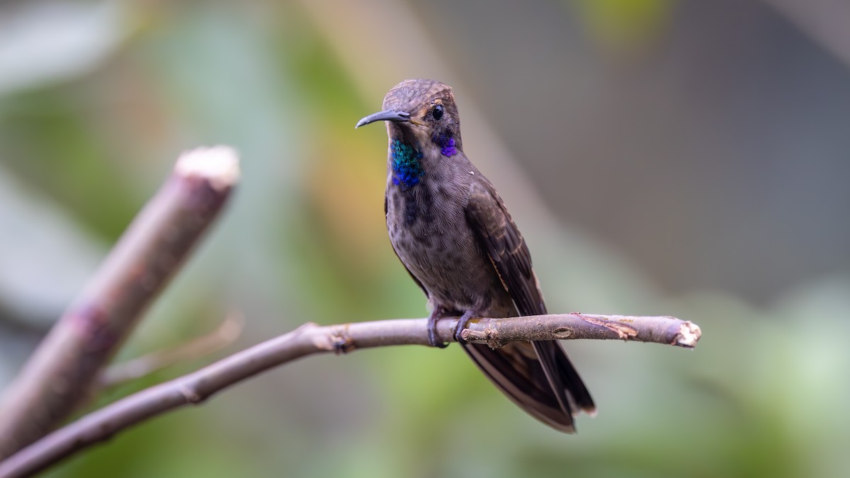 Brown Inca - ML645940093