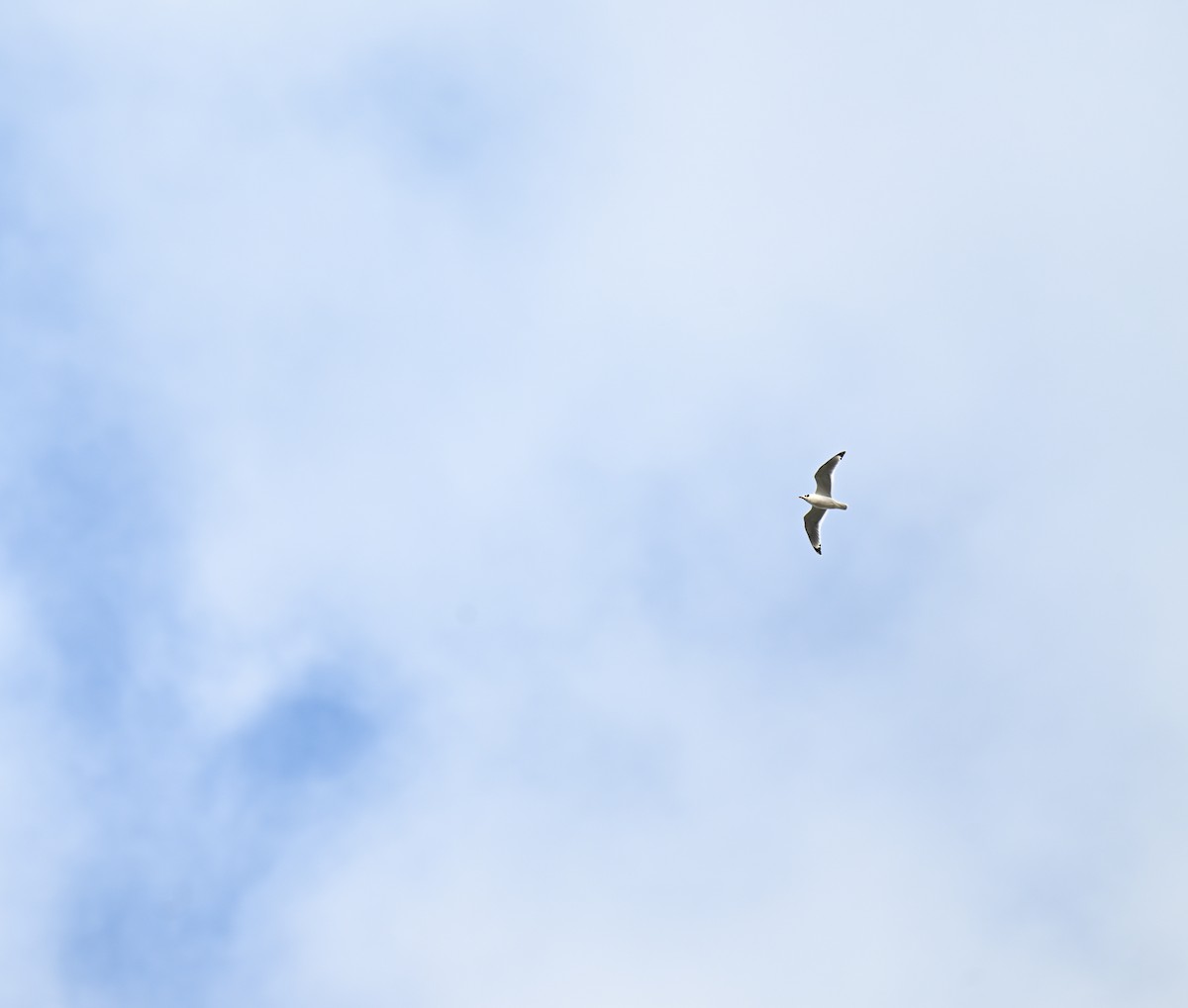 Franklin's Gull - ML645940094