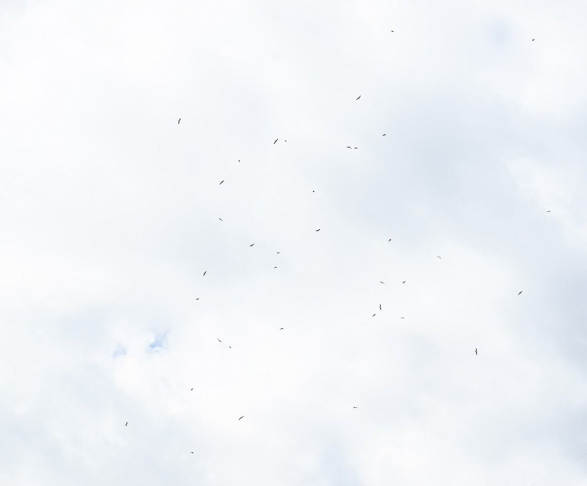 Franklin's Gull - ML645940104