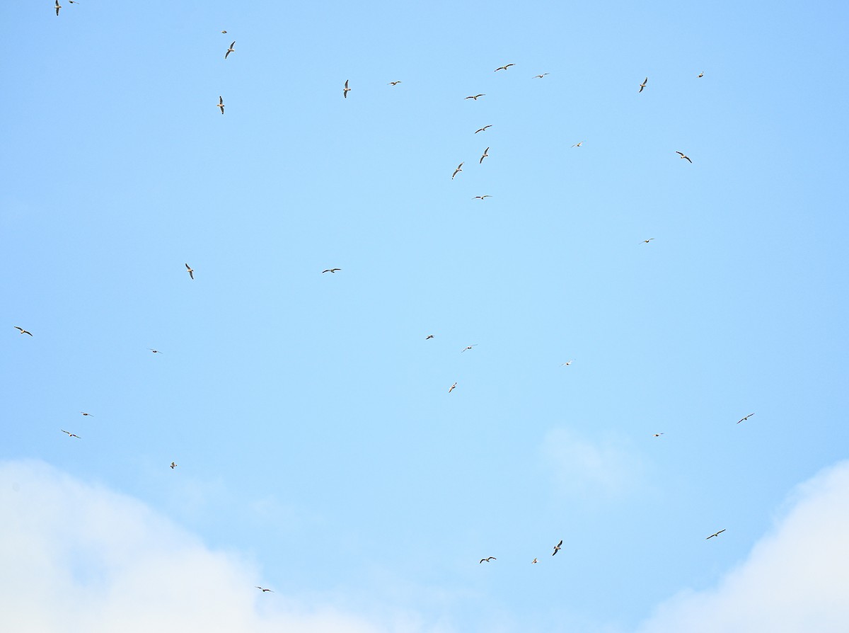 Franklin's Gull - ML645940106