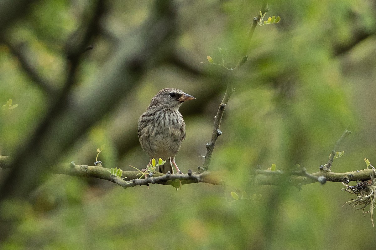 Küçük İnka İspinozu - ML645940107