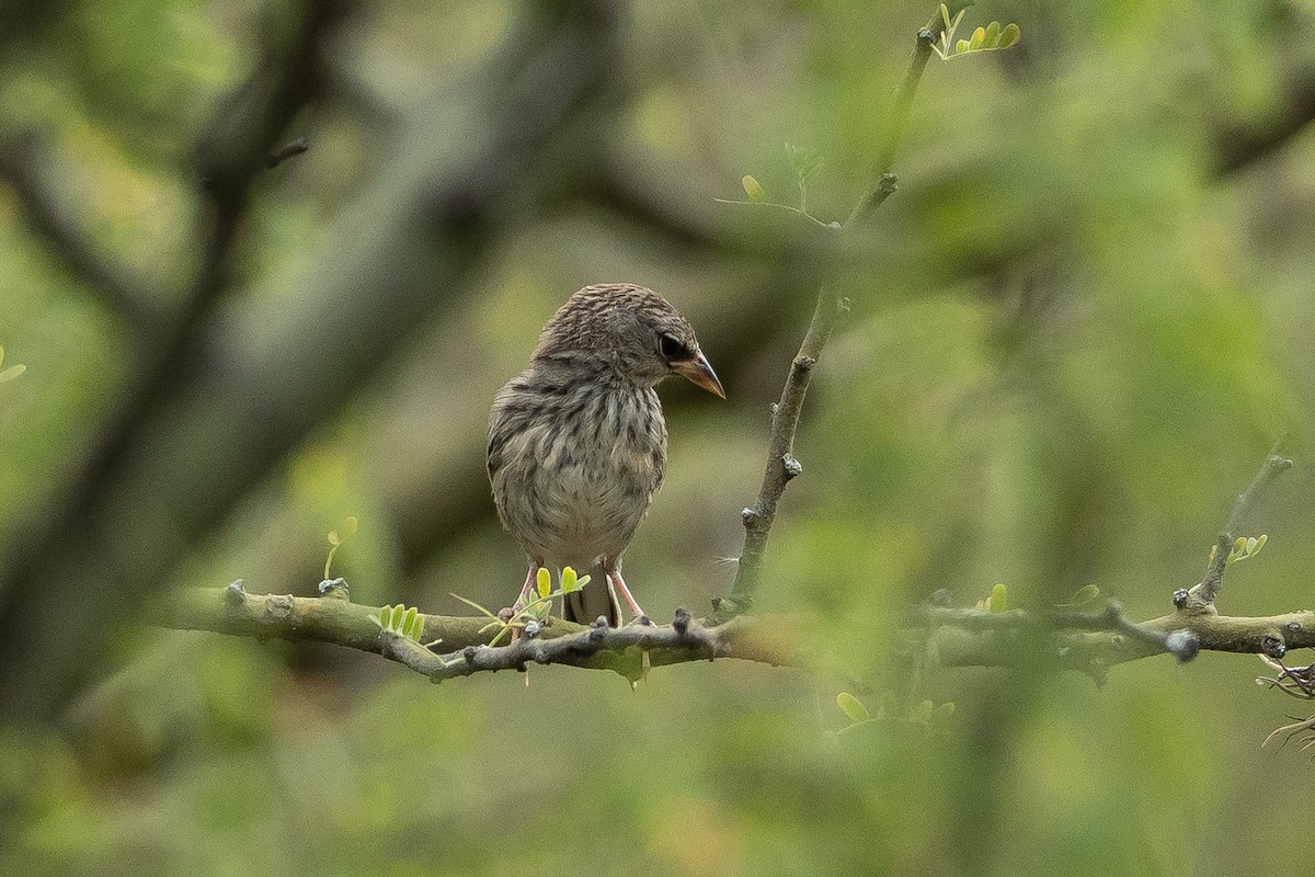 Küçük İnka İspinozu - ML645940108