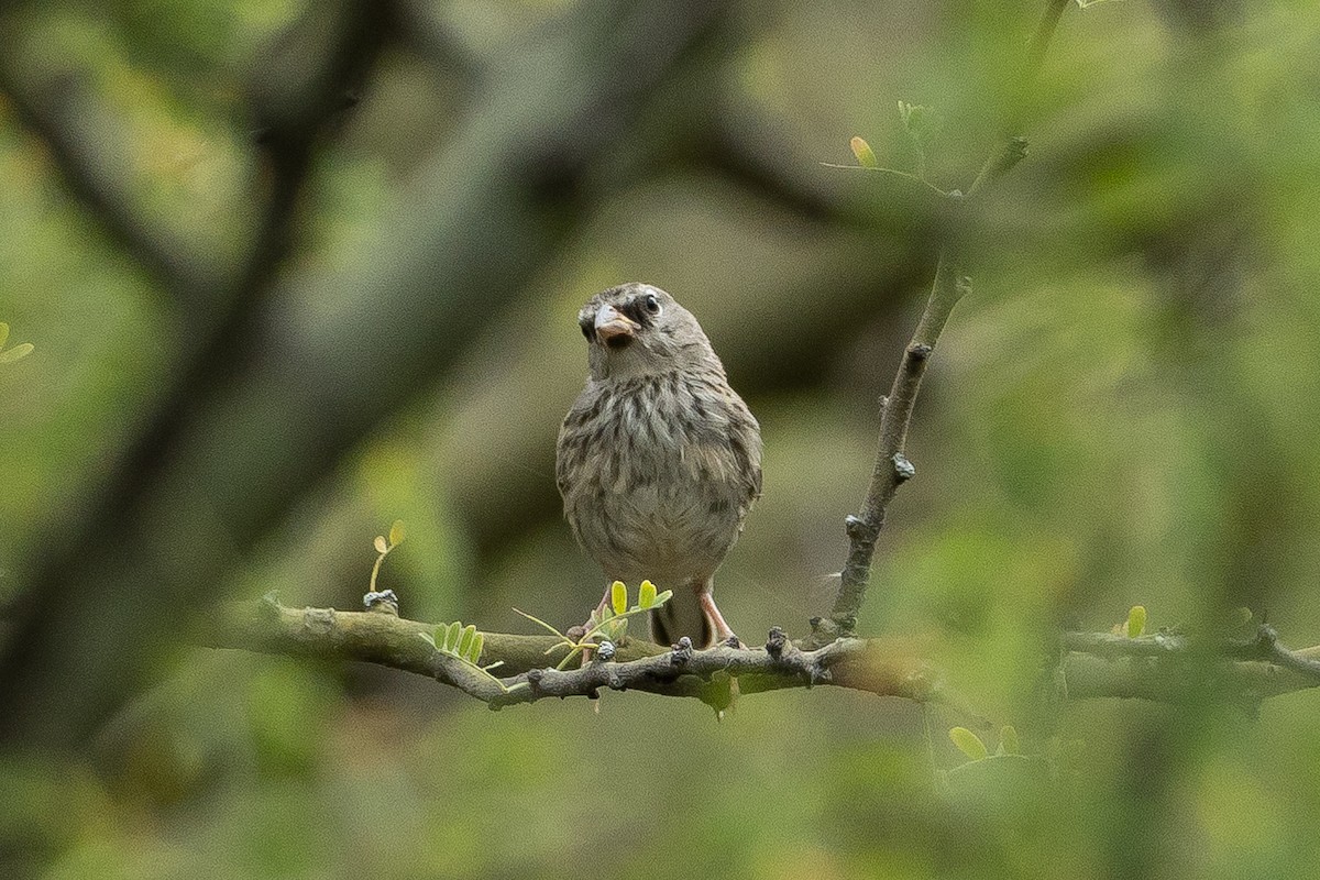 Küçük İnka İspinozu - ML645940109