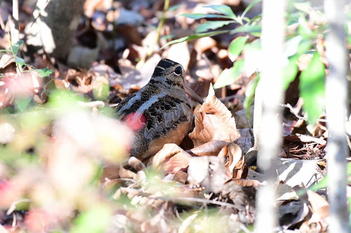 American Woodcock - ML645940111