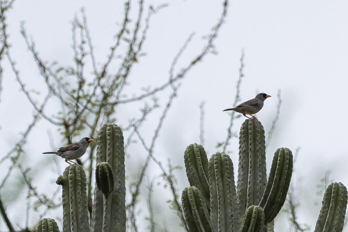 Küçük İnka İspinozu - ML645940127