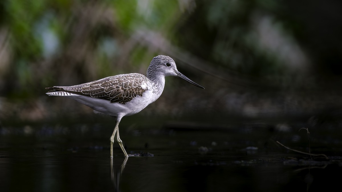 Common Greenshank - ML645940135