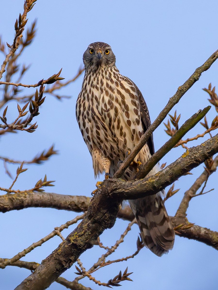 Habicht - ML645940144