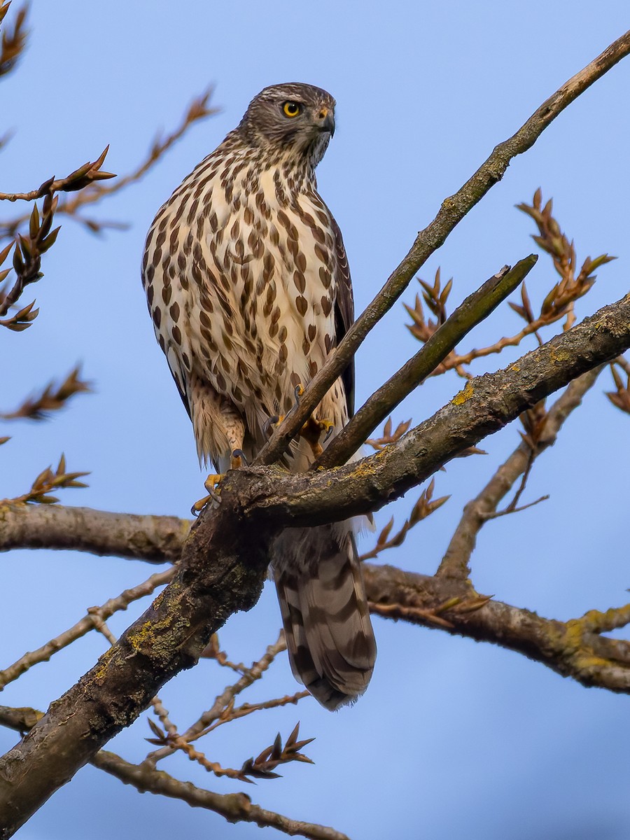 Habicht - ML645940145