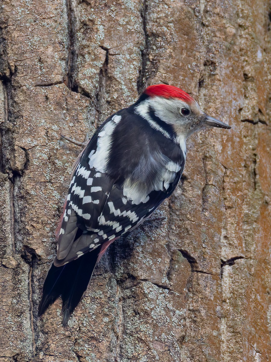 Middle Spotted Woodpecker - ML645940167