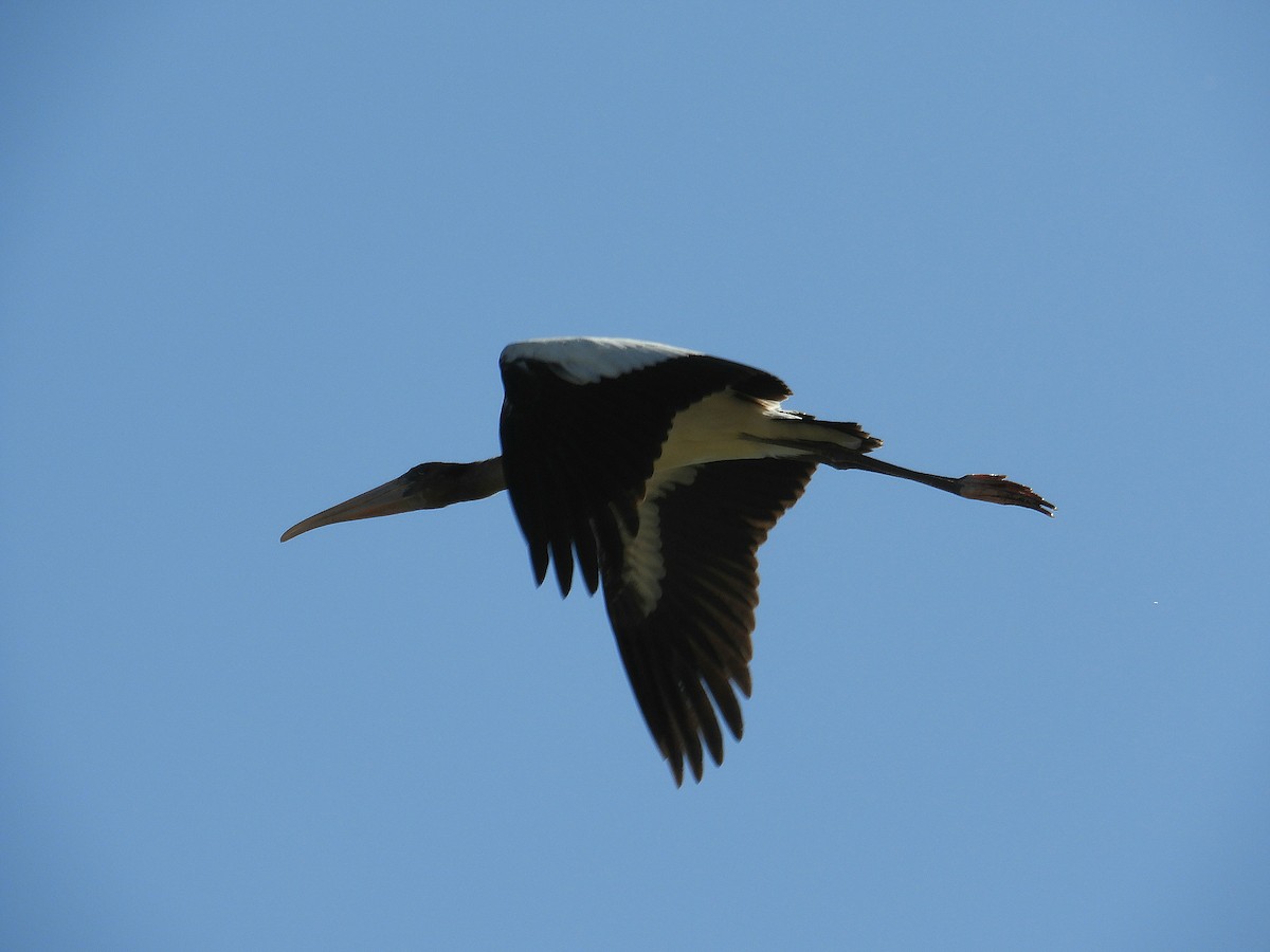 Waldstorch - ML645940168