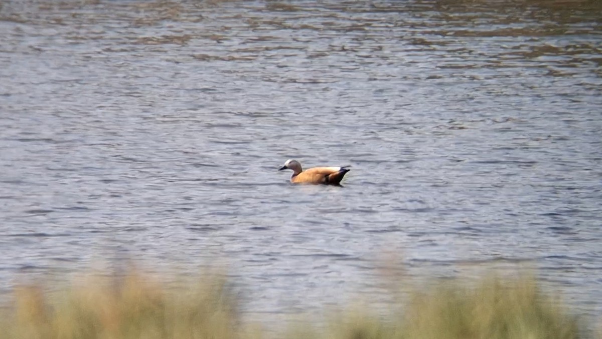 Ruddy Shelduck - ML645940171
