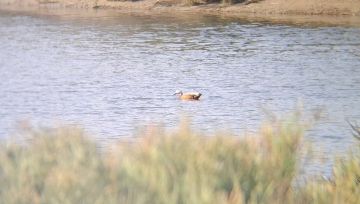 Ruddy Shelduck - ML645940172