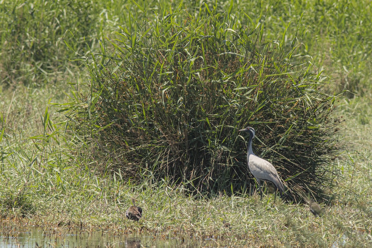jeřáb panenský - ML645940176